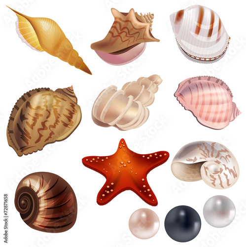 Set with realistic shells and pearls