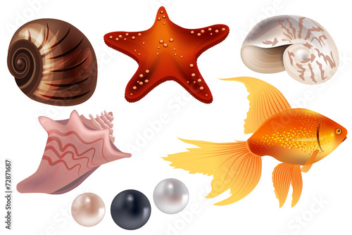 Realistic set with sea shells