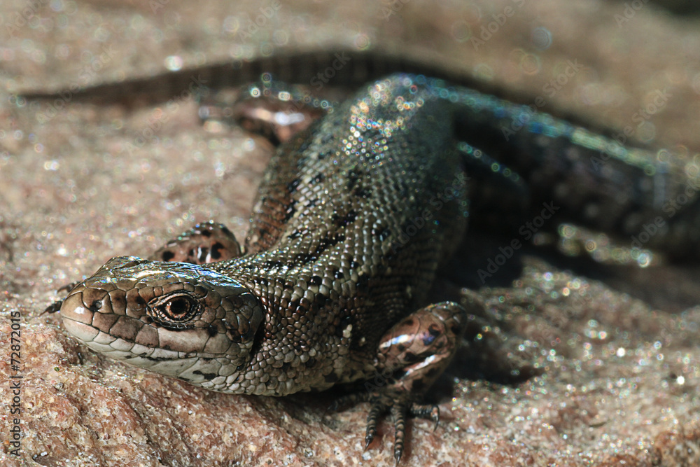brown lizard on a rock close brown lizard on a rock close