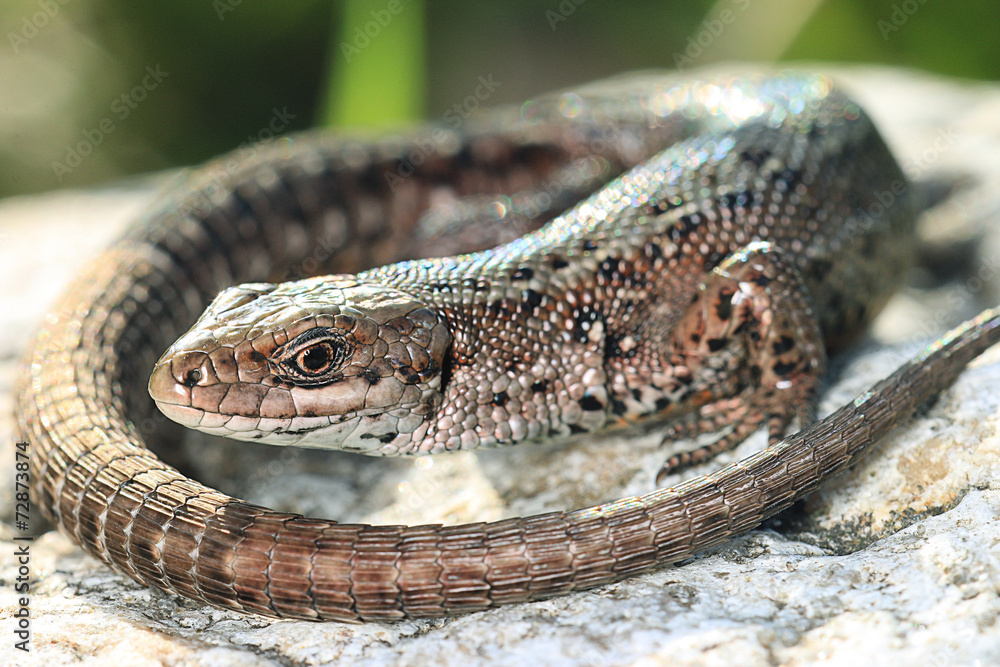 brown lizard on a rock close brown lizard on a rock close