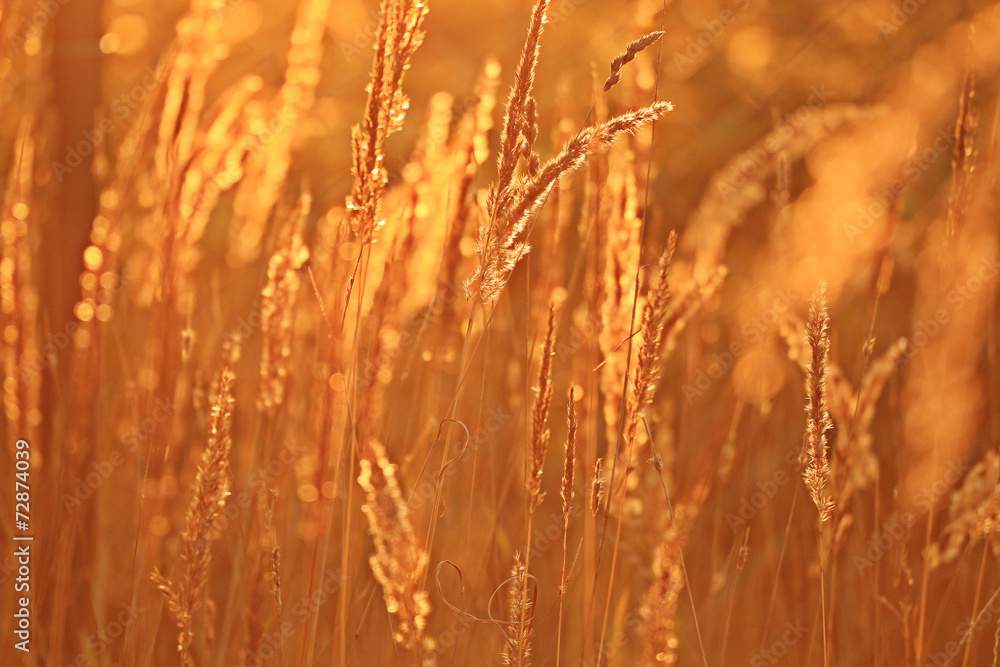 Fototapeta premium summer sunset glow grass field background