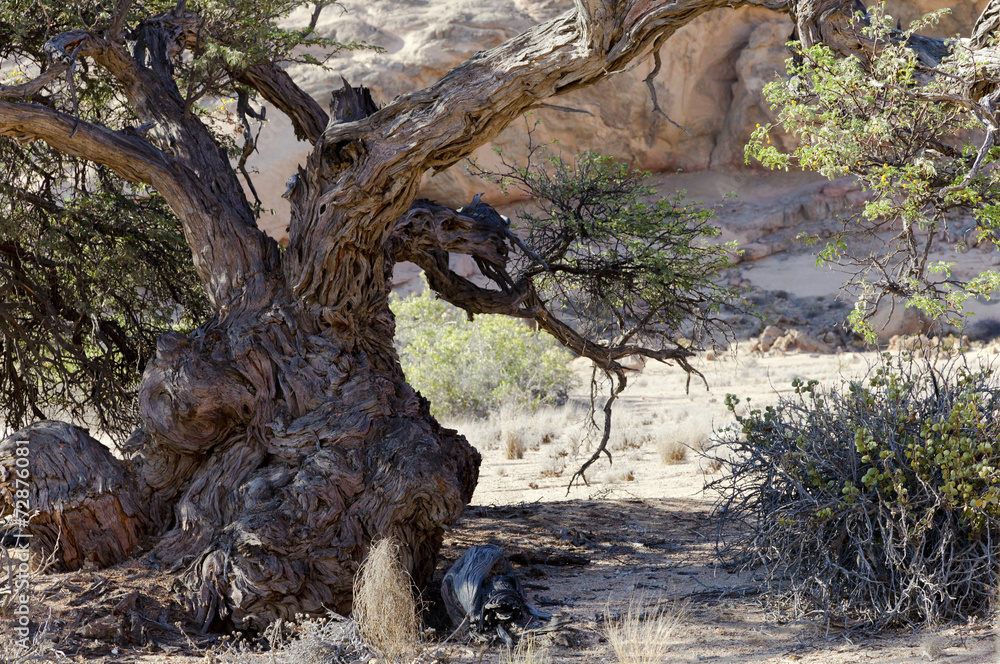 Knorriger Stamm von einem Kameldorn  im Namib Naukluft Park