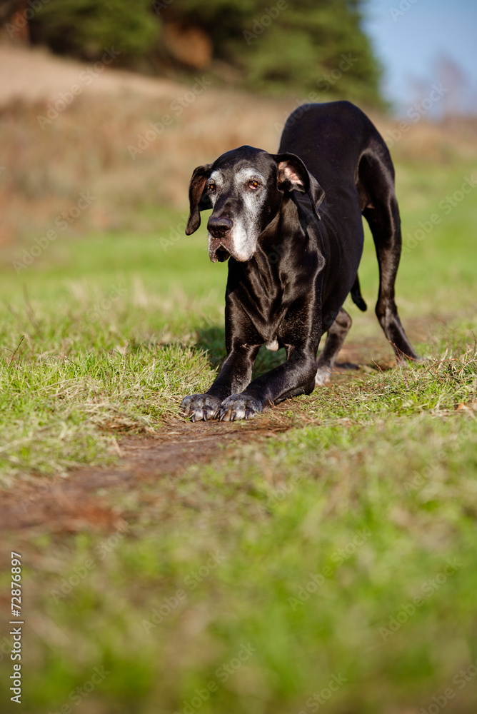 black dog bows down black dog bows down