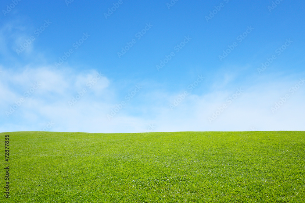 Fototapeta premium green field with blue sky