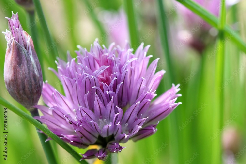Allium - Purple Allium - Purple