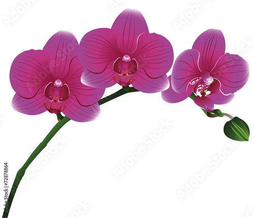 Orchids flowers