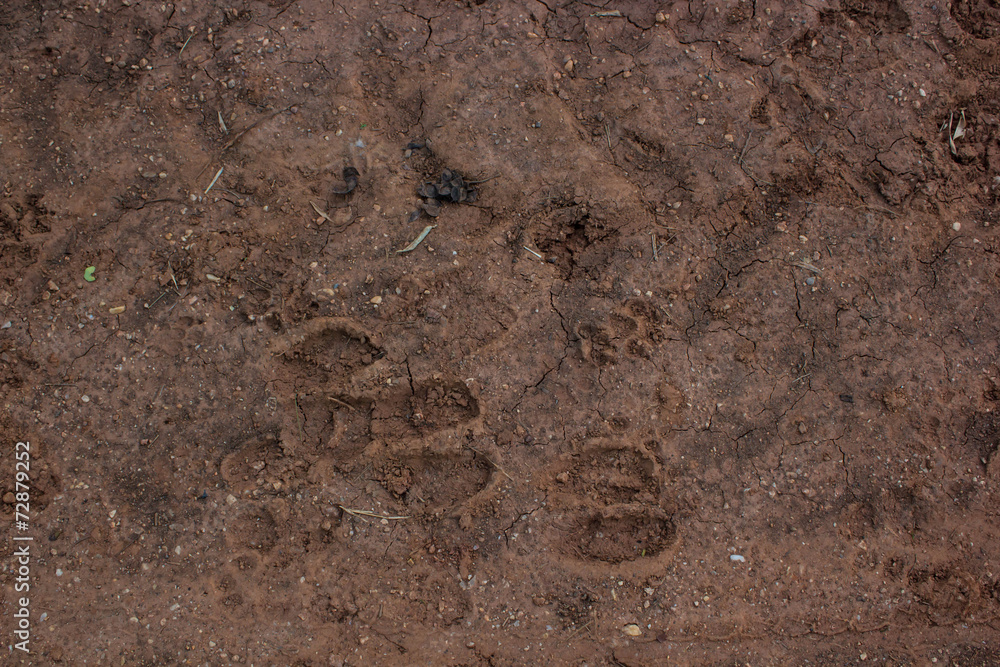 Cattle footprint on the ground