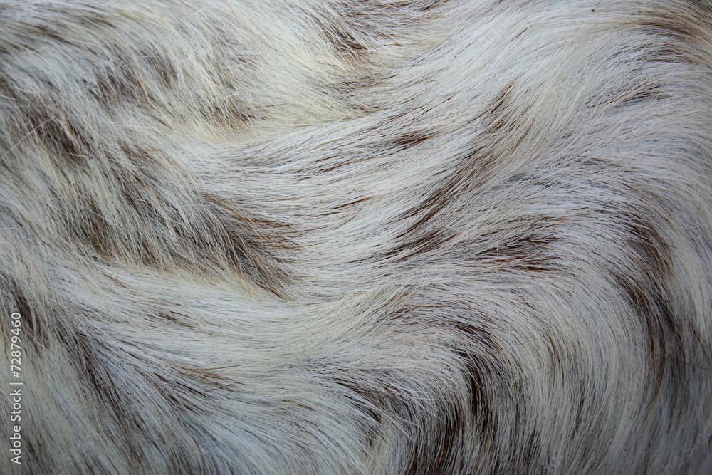 pig skin as background pig skin as background