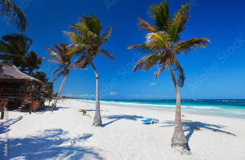Coconut palm at beach © BlueOrange Studio