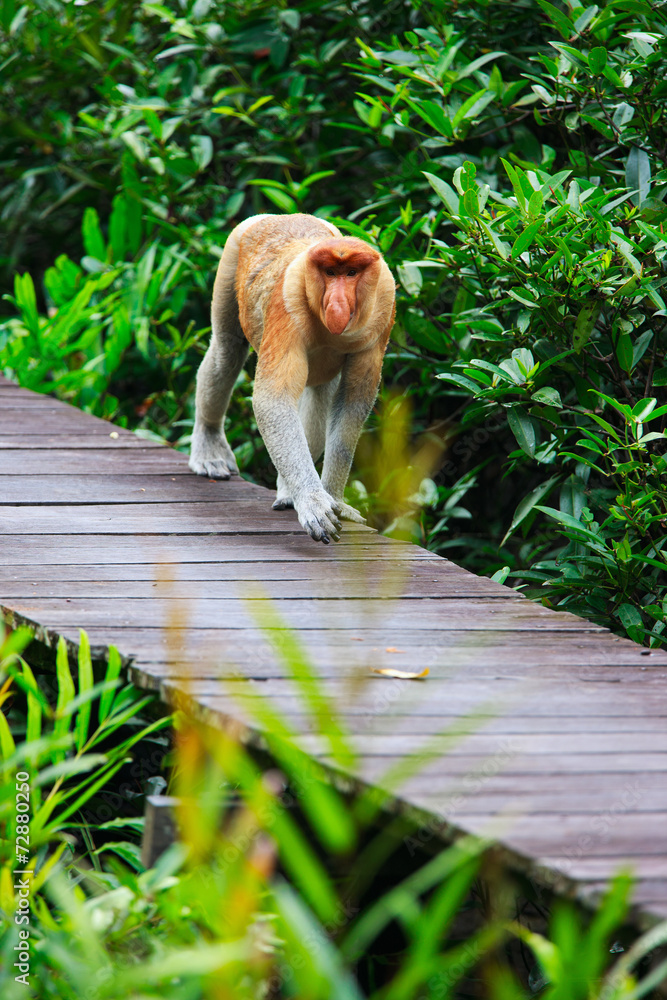 Fototapeta premium Proboscis monkey