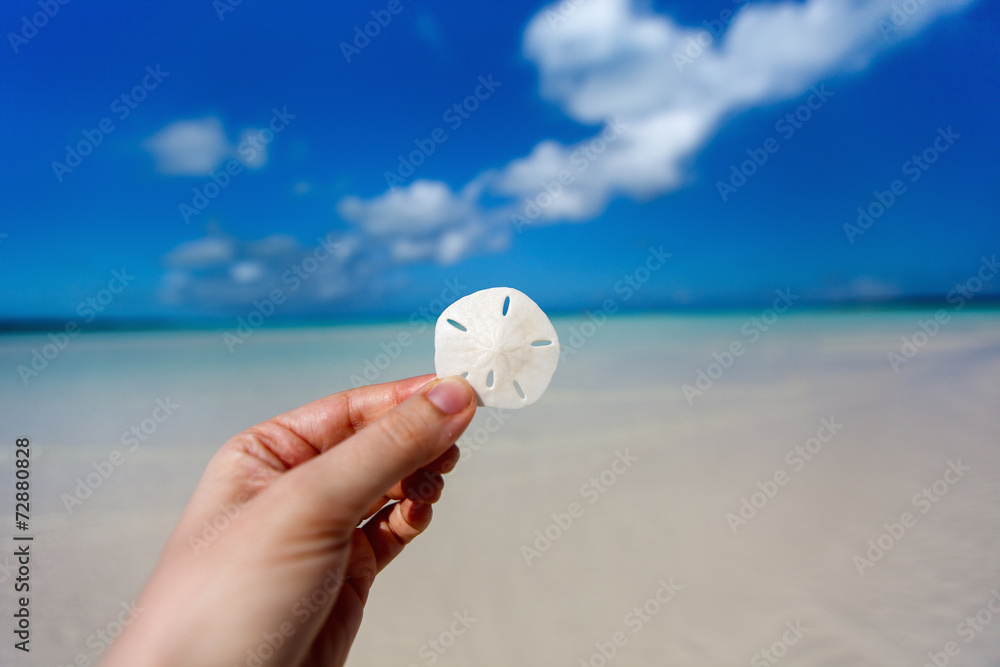 Obraz premium Sand dollar