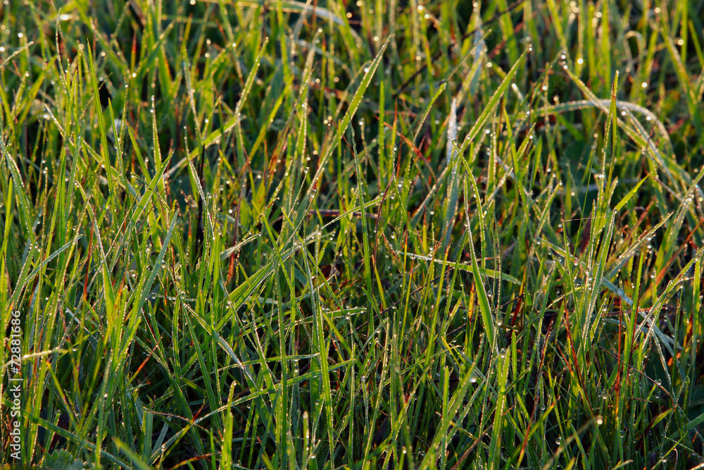 Obraz premium cobwebs on the grass