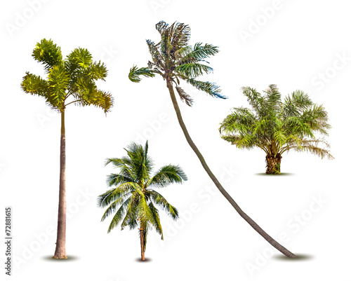 Different tropical palm trees. Vector