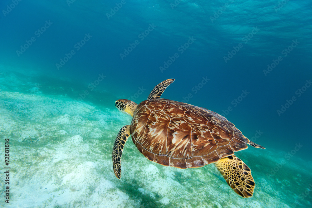 Fototapeta premium Hawksbill sea turtle