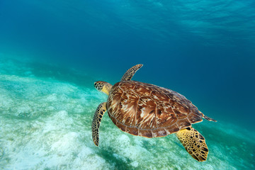 Sierkussen Schildpad Karetschildpad zwemt in heldere zee  © TravelPhotoBloggers