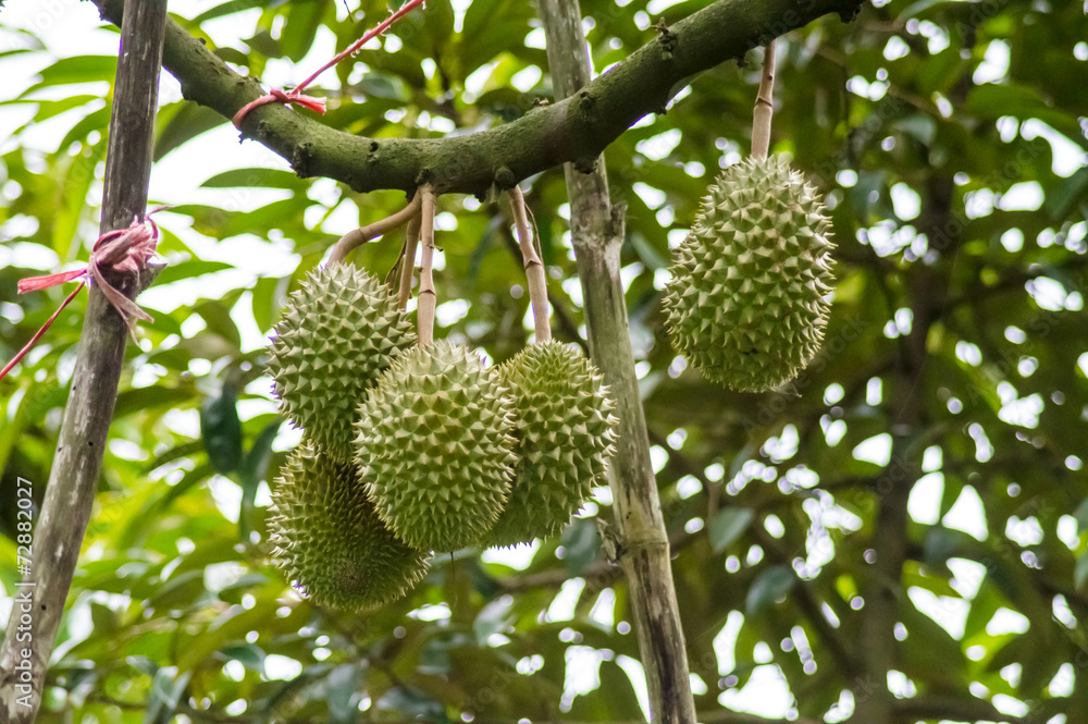 durian durian
