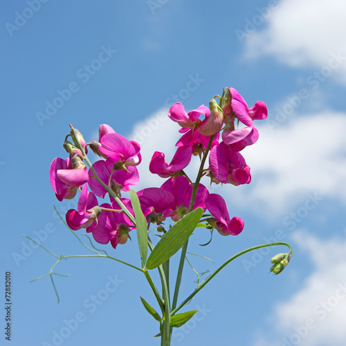 Wicken - Vicia photo