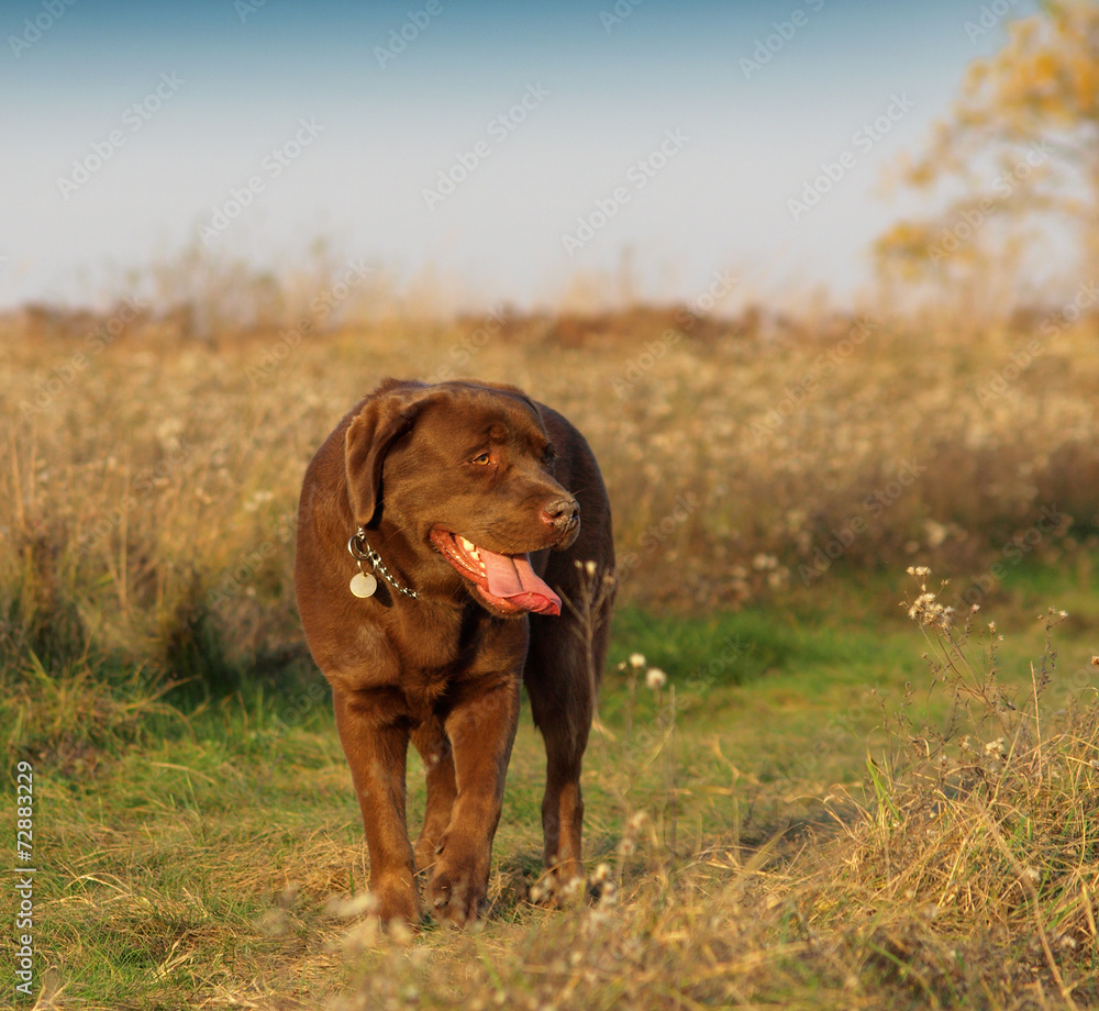 brown labrador retriever in the autumn season brown labrador retriever in the autumn season