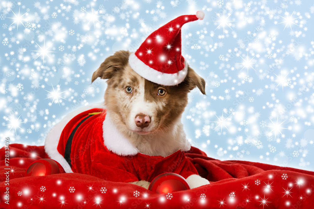 Weihnachtswelpe Weihnachtswelpe