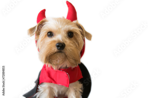 Little dog with a fancy dress devil
