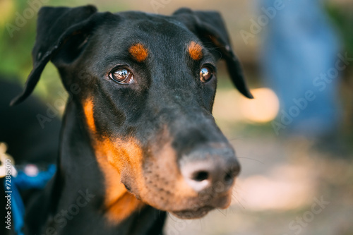 Foto Close Up Black Doberman Dog Outdoor