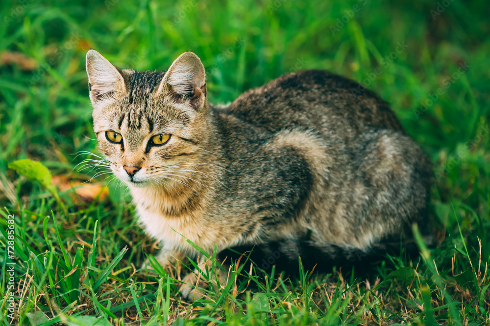 Cute Tabby Gray Cat Kitten Pussycat Cute Tabby Gray Cat Kitten Pussycat