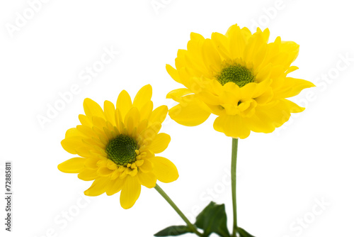 Fototapeta Naklejka Na Ścianę i Meble -  Yellow chrysanthemum