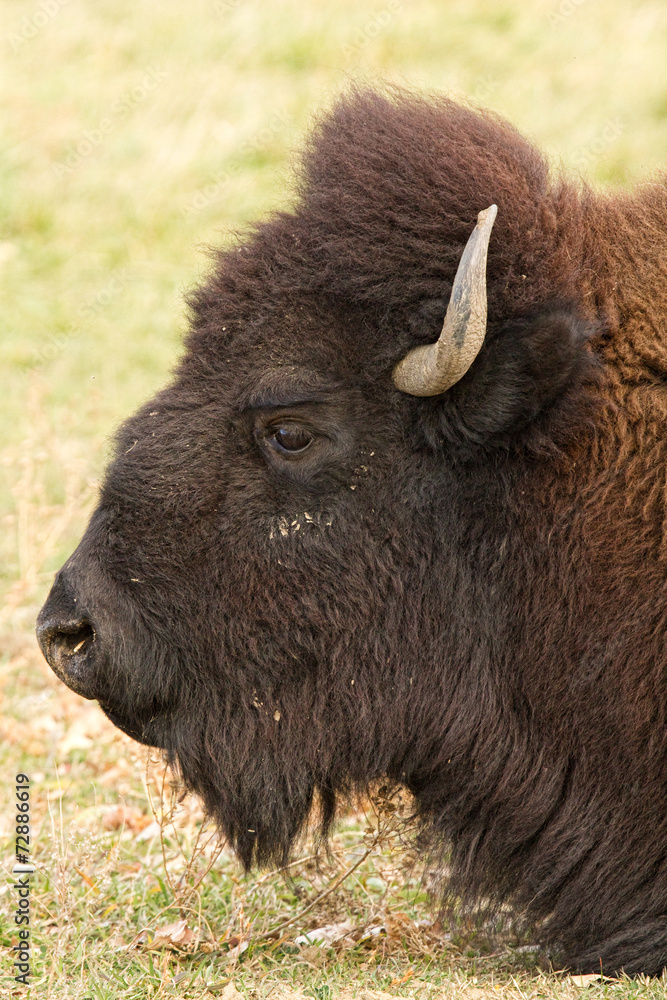 Bison Headshot Profile