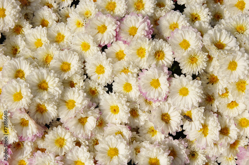 Autum mums, chrysanthemums closeup