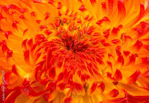 Beautiful yellow chrysanthemum closeup