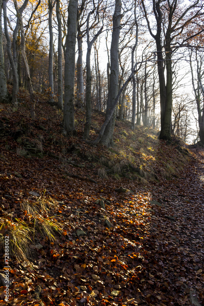 Fototapeta premium forest