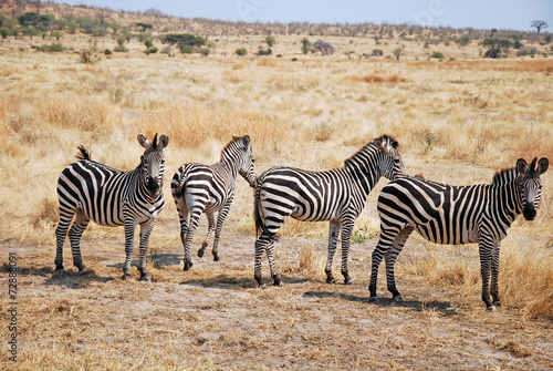 One day of safari in Tanzania - Africa - Zebras