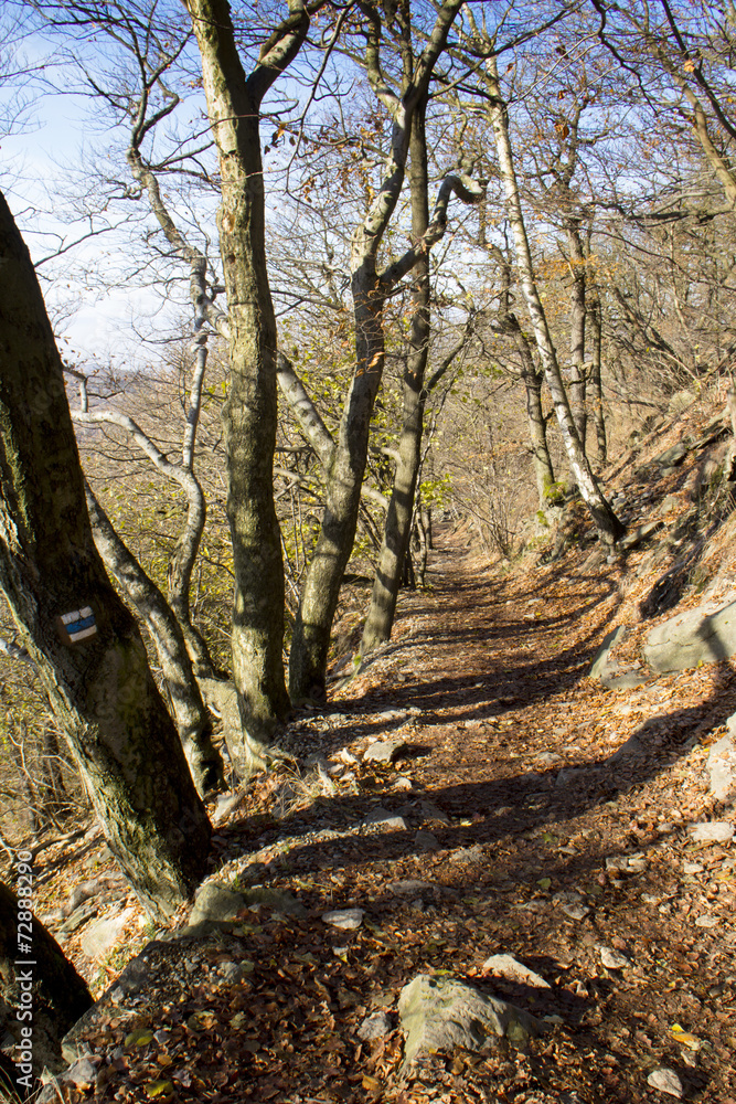 Fototapeta premium forest