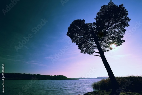 One pine tree shaped like a heart on sunset.