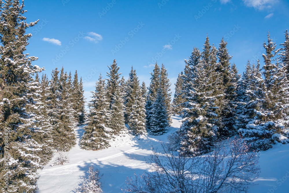 winter landscape winter landscape