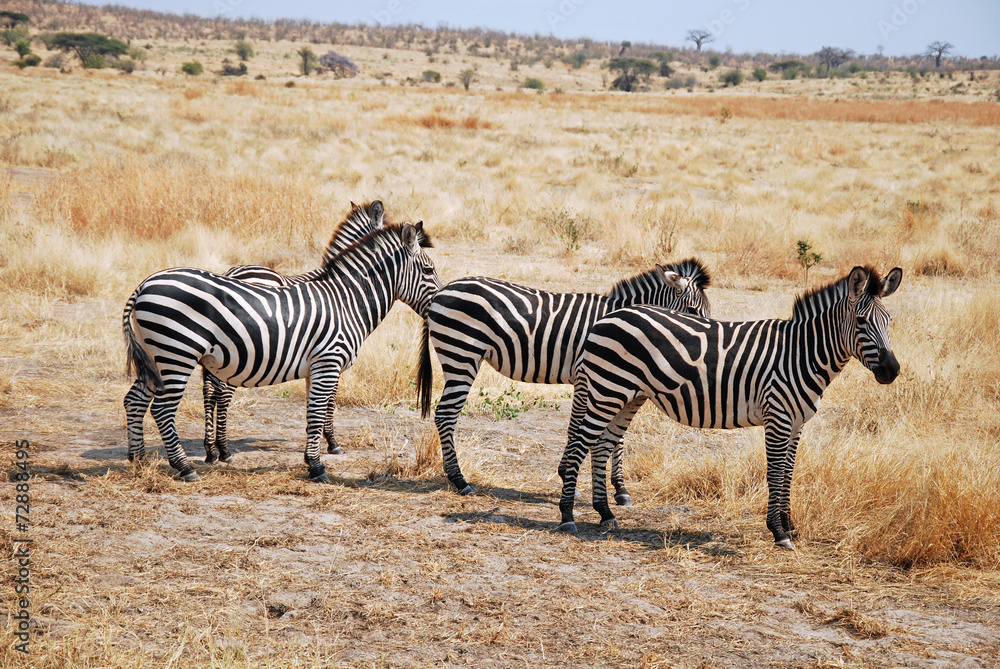 One day of safari in Tanzania - Africa - Zebras One day of safari in Tanzania - Africa - Zebras