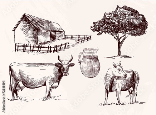 cow. animal husbandry.