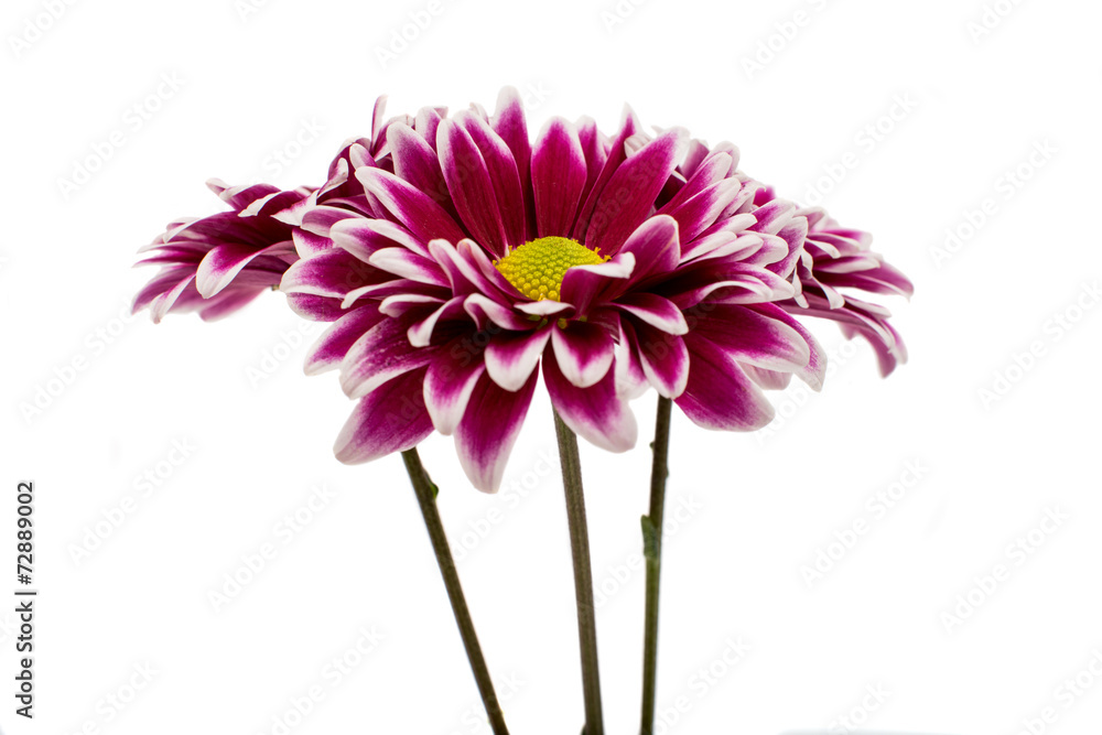 A autumn chrysanthemum flower A autumn chrysanthemum flower