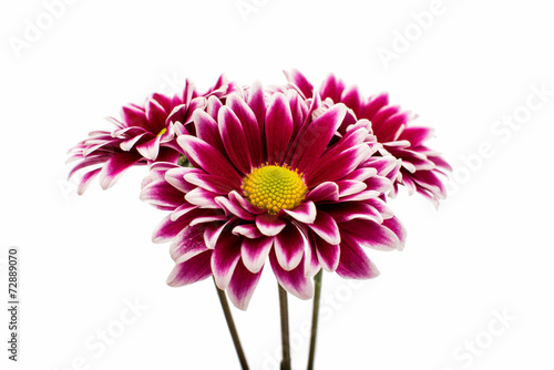 A autumn chrysanthemum flower