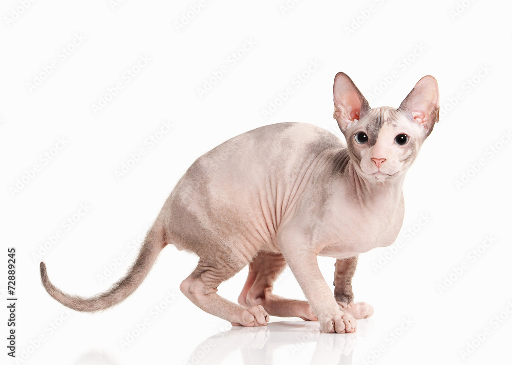 Cat. Don sphynx kitten on white background