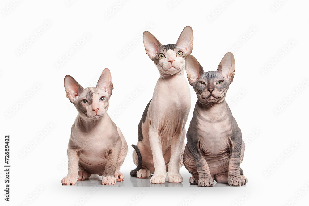 Cat. Don sphynx kittens on white background Cat. Don sphynx kittens on white background