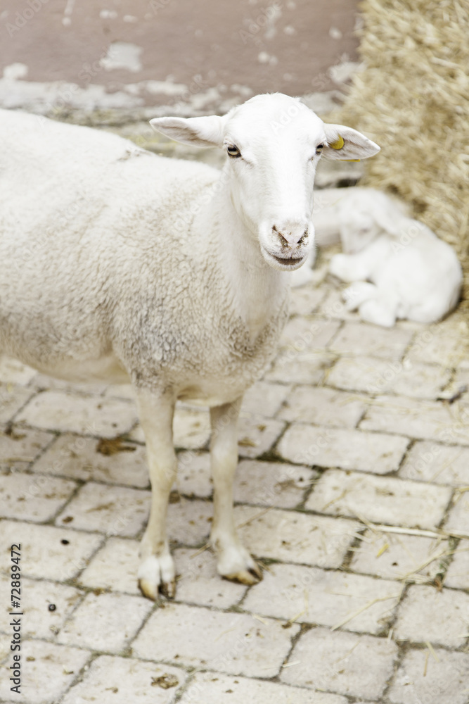 Fototapeta premium Sheep on a farm