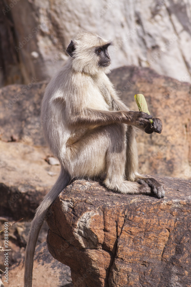 Indian Gray langurs or Hanuman langurs Monkey (Semnopithecus ent
