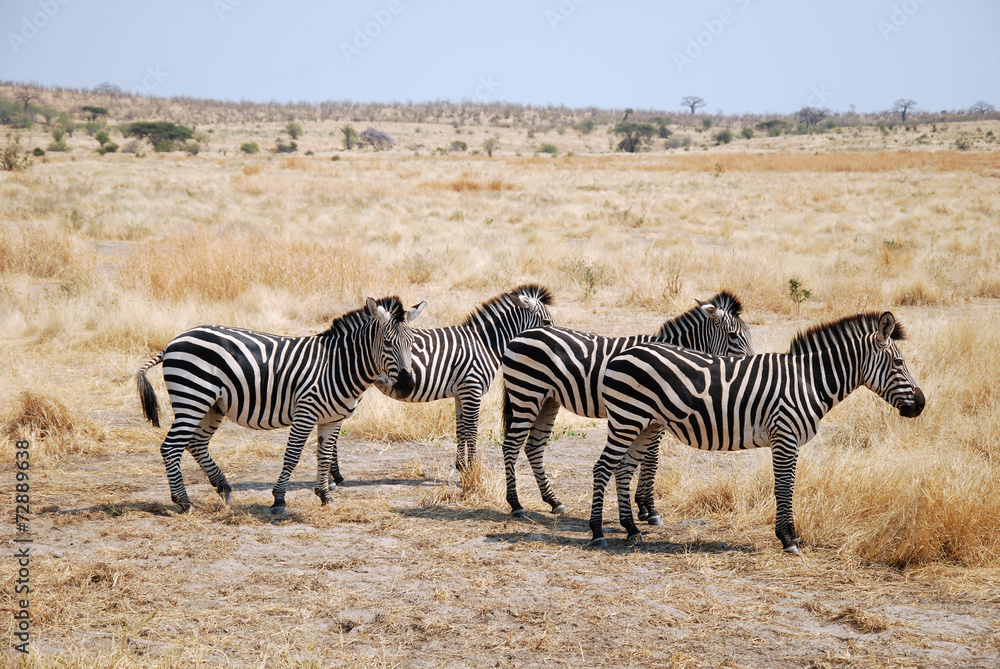One day of safari in Tanzania - Africa - Zebras One day of safari in Tanzania - Africa - Zebras