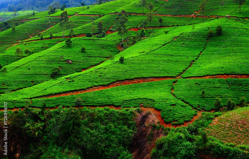 Fields of tea. Plantation in Sri Lanka.