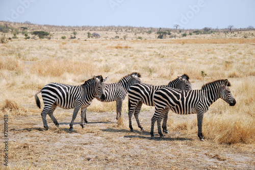 One day of safari in Tanzania - Africa - Zebras