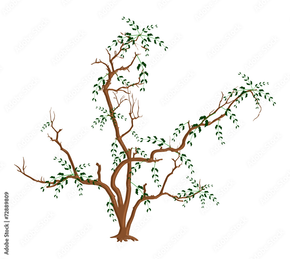 Autumn Dry Leaves Tree Branches Autumn Dry Leaves Tree Branches