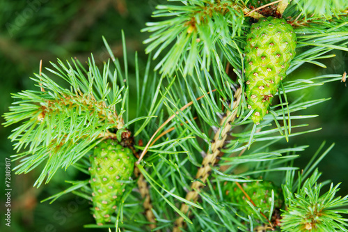 Green cones of the European black pine.