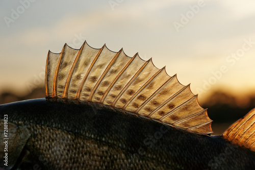 Dorsal fin of a walleye (pike-perch) photo