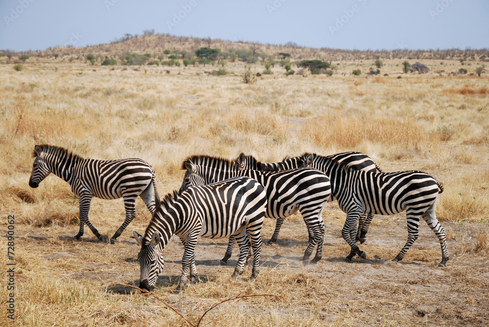 One day of safari in Tanzania - Africa - Zebras One day of safari in Tanzania - Africa - Zebras
